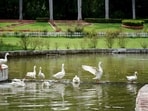 Gram it: White-feathered visitors take over the waters at Delhi Zoological Park. The picturesque view got the lensmen in the Capital to zoom in on a paddling of ducks stretching their wings while some making a splash in the pond.