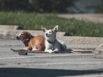 Washington Park horror: Several dogs attack and kill Illinois man as witness recalls scene(Pexel - representational image)