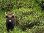 Sunil (40), a native of Vayaad Colony in Vilangad, was gored to death by a gaur on Saturday while he was with forest officials trying to drive the herd from a residential area.(Unsplash)