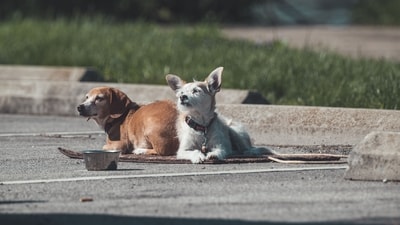 Washington Park horror: Several dogs attack and kill Illinois man as witness recalls scene (Pexel - representational image) Washington Park horror: Several dogs attack and kill Illinois man as witness recalls scene (Pexel - representational image)