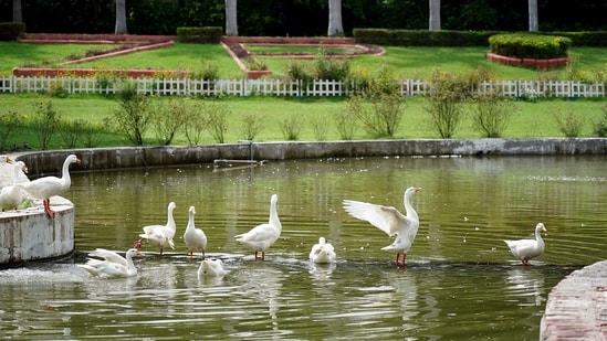 Gram it: White-feathered visitors take over the waters at Delhi Zoological Park. The picturesque view got the lensmen in the Capital to zoom in on a paddling of ducks stretching their wings while some making a splash in the pond.