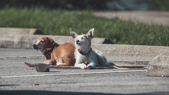 Washington Park horror: Several dogs attack and kill Illinois man as witness recalls scene