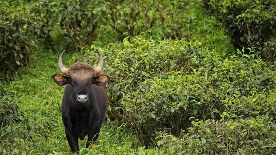Sunil (40), a native of Vayaad Colony in Vilangad, was gored to death by a gaur on Saturday while he was with forest officials trying to drive the herd from a residential area. (Unsplash)
