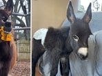 HeeHaw GoFundMe: Cedartown officer on leave after ‘baby donkey’ shot dead in Polk County(Elsberry Riding and Farm/Facebook)