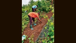Vetiver grass to protect Central Railway ghat slopes on Pune-Mumbai route Vetiver grass to protect Central Railway ghat slopes on Pune-Mumbai route