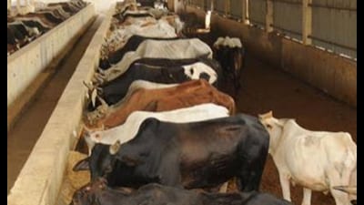 Livestock owners also said they are getting ₹60 to ₹80 per litre, depending on the type and quality of milk, which they claim is inadequate to meet the cost of production. Livestock owners also said they are getting ₹60 to ₹80 per litre, depending on the type and quality of milk, which they claim is inadequate to meet the cost of production.