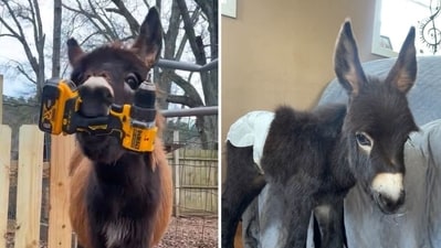 HeeHaw GoFundMe: Cedartown officer on leave after ‘baby donkey’ shot dead in Polk County (Elsberry Riding and Farm/Facebook) HeeHaw GoFundMe: Cedartown officer on leave after ‘baby donkey’ shot dead in Polk County (Elsberry Riding and Farm/Facebook)