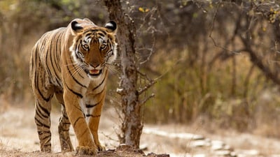 ప్రతీకాత్మక చిత్రం ప్రతీకాత్మక చిత్రం