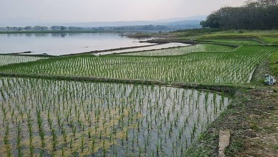 ప్రతీకాత్మక చిత్రం
