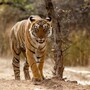 ప్రతీకాత్మక చిత్రం