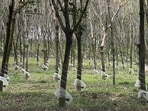 Currently, Kerala is the rubber capital of the country, followed by Tripura and other northeastern states in terms of total area covered under rubber plantation (HT PHOTO)