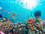 Hard coral cover averaged 30.2% across the 1980–2009 reference period and 27.3% across 2020–2024. (Representative file photo)