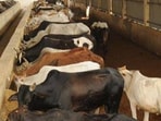 Livestock owners also said they are getting  <span class='webrupee'>₹</span>60 to  <span class='webrupee'>₹</span>80 per litre, depending on the type and quality of milk, which they claim is inadequate to meet the cost of production.