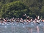 Mumbai, India - February 1, 2018: Flock of Flamingoes fly over Thane creek in Mumbai, India, on Thursday, February 1, 2018. (Photo by Pratik Chorge/Hindustan Times) (Pratik Chorge/HT Photo)