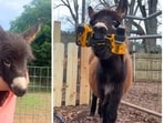 Who is Hannah Israel? Heartbroken owner speaks out after beloved donkey HeeHaw is killed by cop