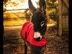 ‘Justice for HeeHaw’: Netizens fume after Cedartown police officer kills beloved donkey (@Justice4HeeHaw/X)