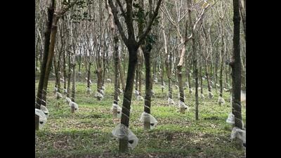 Currently, Kerala is the rubber capital of the country, followed by Tripura and other northeastern states in terms of total area covered under rubber plantation (HT PHOTO)