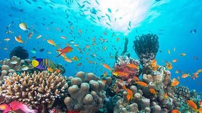 Hard coral cover averaged 30.2% across the 1980–2009 reference period and 27.3% across 2020–2024. (Representative file photo) Hard coral cover averaged 30.2% across the 1980–2009 reference period and 27.3% across 2020–2024. (Representative file photo)