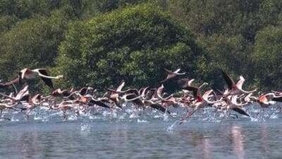 Mumbai, India - February 1, 2018: Flock of Flamingoes fly over Thane creek in Mumbai, India, on Thursday, February 1, 2018. (Photo by Pratik Chorge/Hindustan Times) (Pratik Chorge/HT Photo) Mumbai, India - February 1, 2018: Flock of Flamingoes fly over Thane creek in Mumbai, India, on Thursday, February 1, 2018. (Photo by Pratik Chorge/Hindustan Times) (Pratik Chorge/HT Photo)