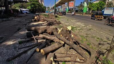Thane, India - September -01, 2026: Trees were cut down in 2025 at Manpada on Ghodbunder Road to merge the service road with the main Ghodbunder Road., The Thane Municipal Corporation (TMC) has been granting permission to cut and transplant trees for several infrastructure projects without the mandatory approval of its Tree Authority, which has not been constituted for the last four years. Environmentalists and political leaders have alleged that the approvals granted in the absence of the authority are illegal.,in Thane ,in Mumbai, India, on, Tuesday, September -01, 2026. ( photo by Praful Gangurde / Hindustan Times ) (Praful Gangurde) Thane, India - September -01, 2026: Trees were cut down in 2025 at Manpada on Ghodbunder Road to merge the service road with the main Ghodbunder Road., The Thane Municipal Corporation (TMC) has been granting permission to cut and transplant trees for several infrastructure projects without the mandatory approval of its Tree Authority, which has not been constituted for the last four years. Environmentalists and political leaders have alleged that the approvals granted in the absence of the authority are illegal.,in Thane ,in Mumbai, India, on, Tuesday, September -01, 2026. ( photo by Praful Gangurde / Hindustan Times ) (Praful Gangurde)