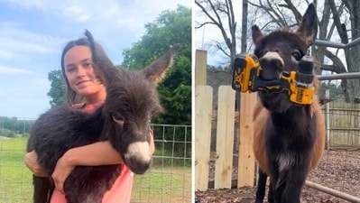 Who is Hannah Israel? Heartbroken owner speaks out after beloved donkey HeeHaw is killed by cop (Hannah Israel/Facebook, Elsberry Riding and Farm/Facebook )