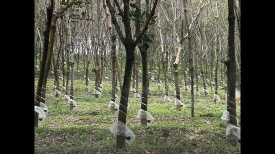 Currently, Kerala is the rubber capital of the country, followed by Tripura and other northeastern states in terms of total area covered under rubber plantation (HT PHOTO)