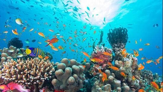 Hard coral cover averaged 30.2% across the 1980–2009 reference period and 27.3% across 2020–2024. (Representative file photo)