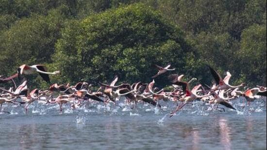 Mumbai, India - February 1, 2018: Flock of Flamingoes fly over Thane creek in Mumbai, India, on Thursday, February 1, 2018. (Photo by Pratik Chorge/Hindustan Times) (Pratik Chorge/HT Photo)