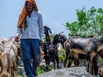 It is now widely acknowledged that pastoralism and grazing sustain the ecological functioning of grassland ecosystems — maintaining grass diversity, recycling nutrients and keeping invasive species at bay.
