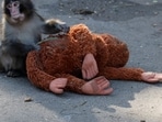 Claims that viral Japanese macaque Punch the Monkey has died are circulating on social media.