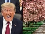 President Donald Trump has been slammed online over a report of a cherry tree being felled during the East Potomac golf course overhaul. Image of the cherry trees used here is for representational purposes.
