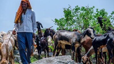 It is now widely acknowledged that pastoralism and grazing sustain the ecological functioning of grassland ecosystems — maintaining grass diversity, recycling nutrients and keeping invasive species at bay. (Photo credit: Shutterstock) It is now widely acknowledged that pastoralism and grazing sustain the ecological functioning of grassland ecosystems — maintaining grass diversity, recycling nutrients and keeping invasive species at bay. (Photo credit: Shutterstock)