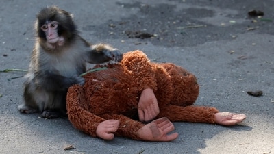 Claims that viral Japanese macaque Punch the Monkey has died are circulating on social media. (REUTERS)
