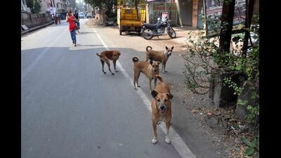 Officials were also asked to ensure that sick and injured animals receive timely treatment. (REPRESENTATIVE PIC)