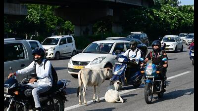Delhi’s civic body picks up 50-60 stray cattle every day, but its four approved shelters are already housing more animals than their capacity. (HT Archive) Delhi’s civic body picks up 50-60 stray cattle every day, but its four approved shelters are already housing more animals than their capacity. (HT Archive)