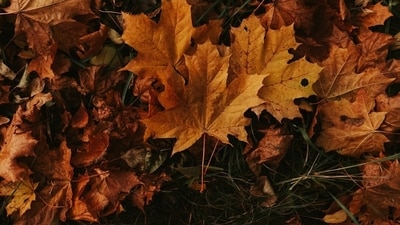 Autumnal equinox 2026 (Unsplash) Autumnal equinox 2026 (Unsplash)