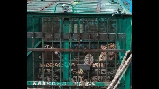 Captured Leopard (Sourced)