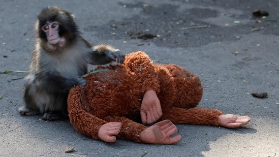 Is Punch the Monkey dead? Fact-checking viral claims