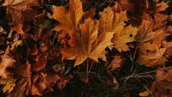 Autumnal equinox 2026 (Unsplash)