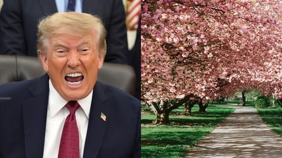 President Donald Trump has been slammed online over a report of a cherry tree being felled during the East Potomac golf course overhaul. Image of the cherry trees used here is for representational purposes. (AP Photo, Unsplash)