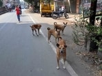 Officials were also asked to ensure that sick and injured animals receive timely treatment. (REPRESENTATIVE PIC)