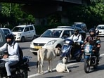 25k cattle on Delhi streets: Civic body seeks more shelters to tackle problem