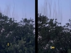 The unusual sight sparked a discussion in the comments.