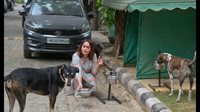 Monica Sharma feeding stray dogs in her locality. (Parveen Kumar) Monica Sharma feeding stray dogs in her locality. (Parveen Kumar)