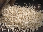 Early-sown 1509 basmati varieties have started arriving in Punjab’s mandis and are fetching prices of up to <span class='webrupee'>₹</span>3,800 per quintal, indicating a firm opening to the season. (HT File)