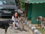 Monica Sharma feeding stray dogs in her locality. (Parveen Kumar)
