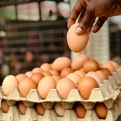 Consumption of eggs has risen even as disease and extreme heat have thinned flocks.