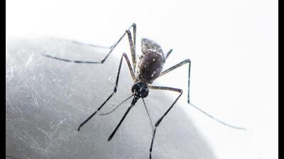 No deaths linked to the mosquito-borne infection have been reported in the district so far this year. (HT PHOTO) No deaths linked to the mosquito-borne infection have been reported in the district so far this year. (HT PHOTO)