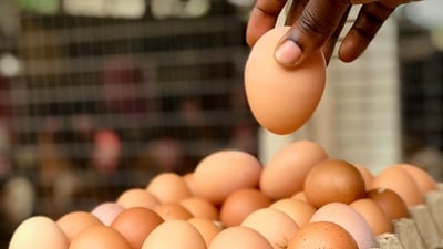 Consumption of eggs has risen even as disease and extreme heat have thinned flocks. (Unplash/ Representational)