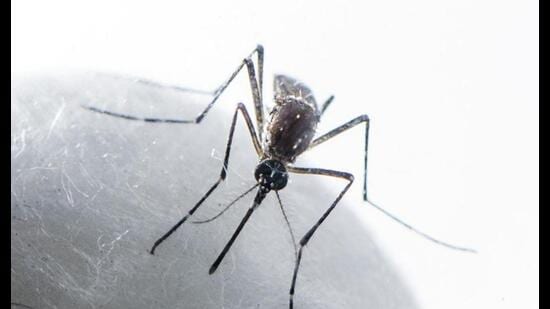 No deaths linked to the mosquito-borne infection have been reported in the district so far this year. (HT PHOTO)